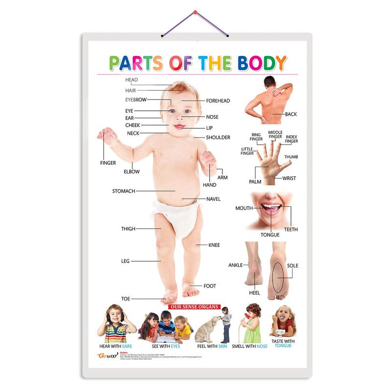 Chart Parts Of Body Name: Buy Chart Parts Of Body Name by Gk at Low Price  in India