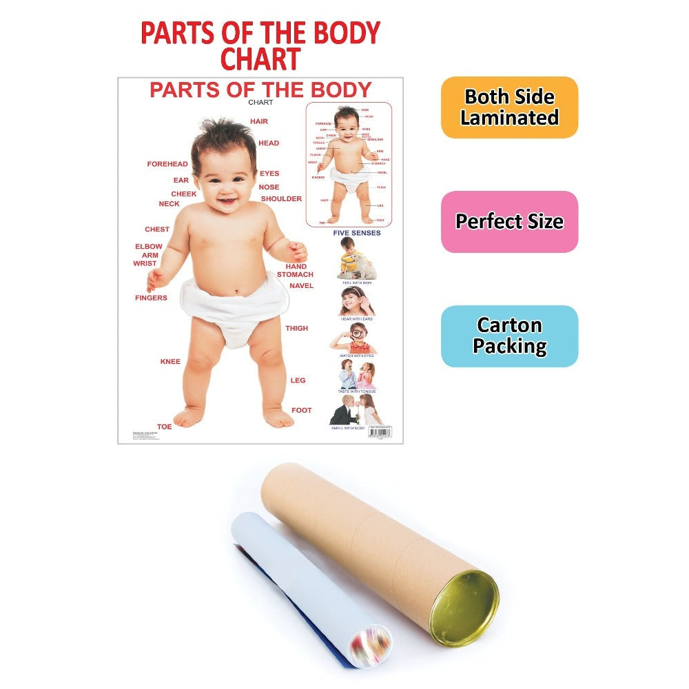 parts of body ka chart paper