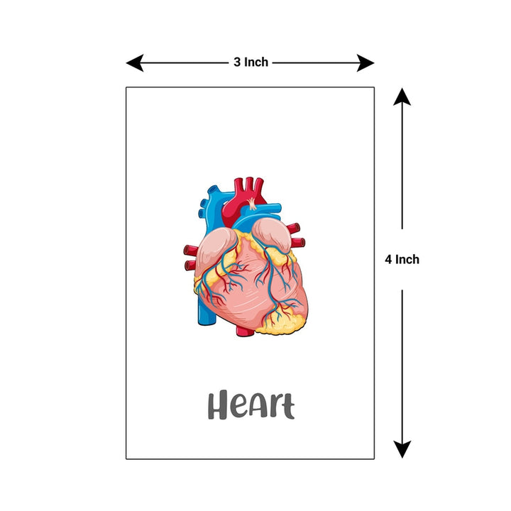 Baby's First Body Parts Flash Cards