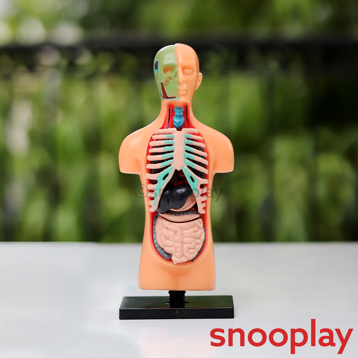 Youreka Human Upper Body Model with 11 Removable Organs | Anatomy Learning Toy (8-11 Years)