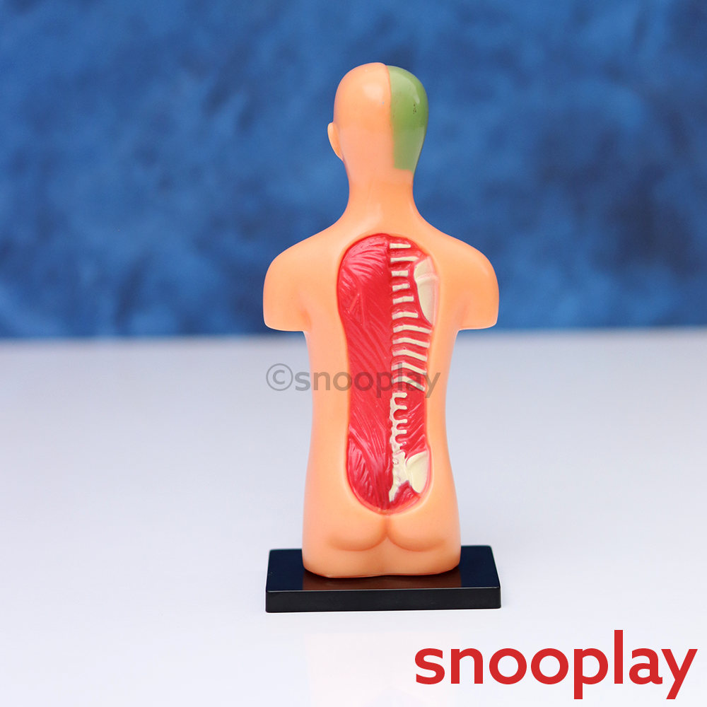 Youreka Human Upper Body Model with 11 Removable Organs | Anatomy Learning Toy (8-11 Years)