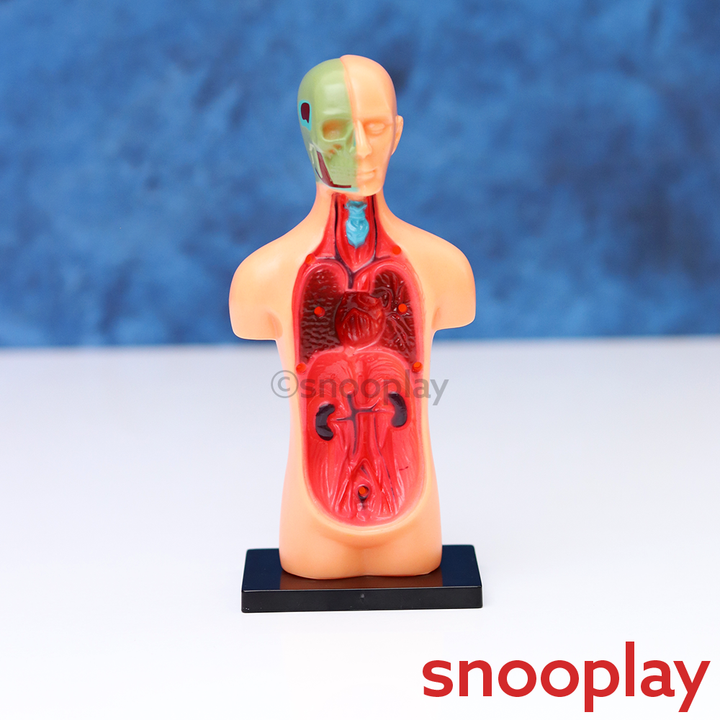 Youreka Human Upper Body Model with 11 Removable Organs | Anatomy Learning Toy (8-11 Years)