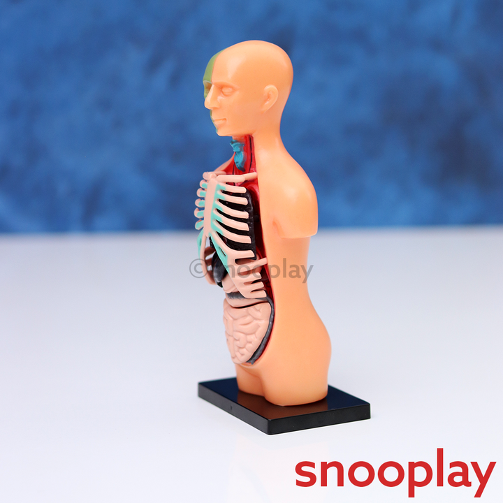 Youreka Human Upper Body Model with 11 Removable Organs | Anatomy Learning Toy (8-11 Years)