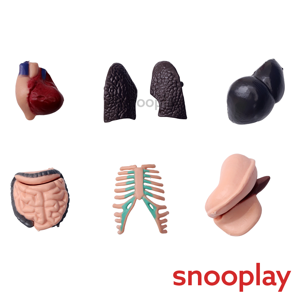 Youreka Human Upper Body Model with 11 Removable Organs | Anatomy Learning Toy (8-11 Years)