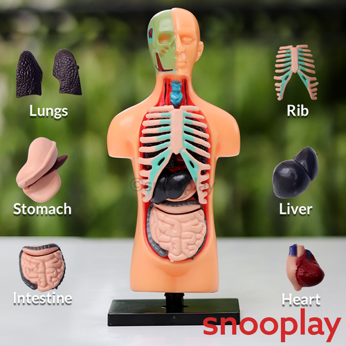 Youreka Human Upper Body Model with 11 Removable Organs | Anatomy Learning Toy (8-11 Years)