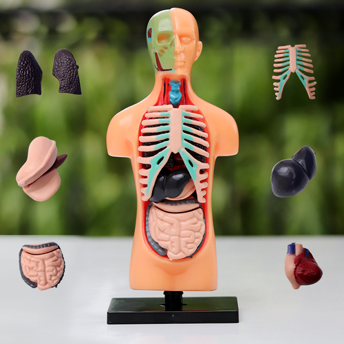 Youreka Human Upper Body Model with 11 Removable Organs | Anatomy Learning Toy (8-11 Years)