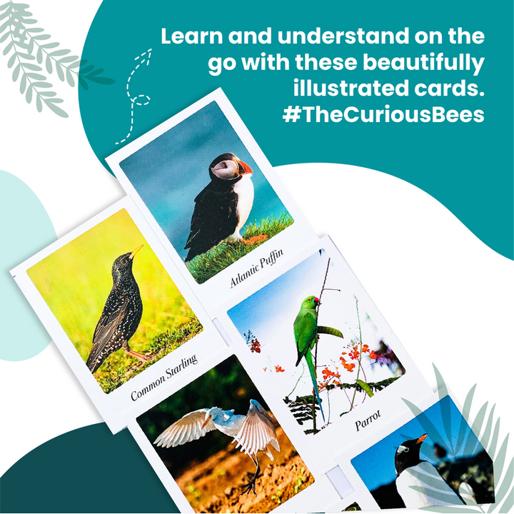 Beautiful Birds Flash Cards for Kids