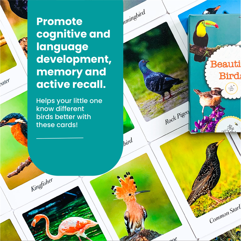 Beautiful Birds Flash Cards for Kids