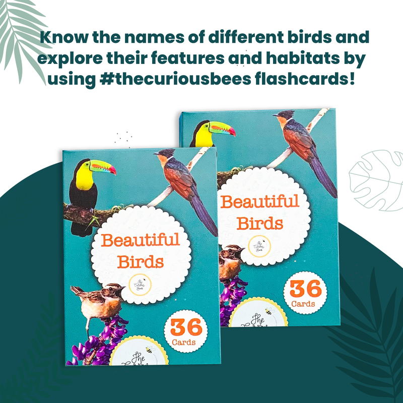 Beautiful Birds Flash Cards for Kids