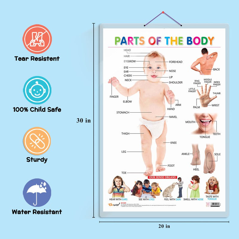 Chart Parts Of Body Name: Buy Chart Parts Of Body Name by Gk at Low Price  in India