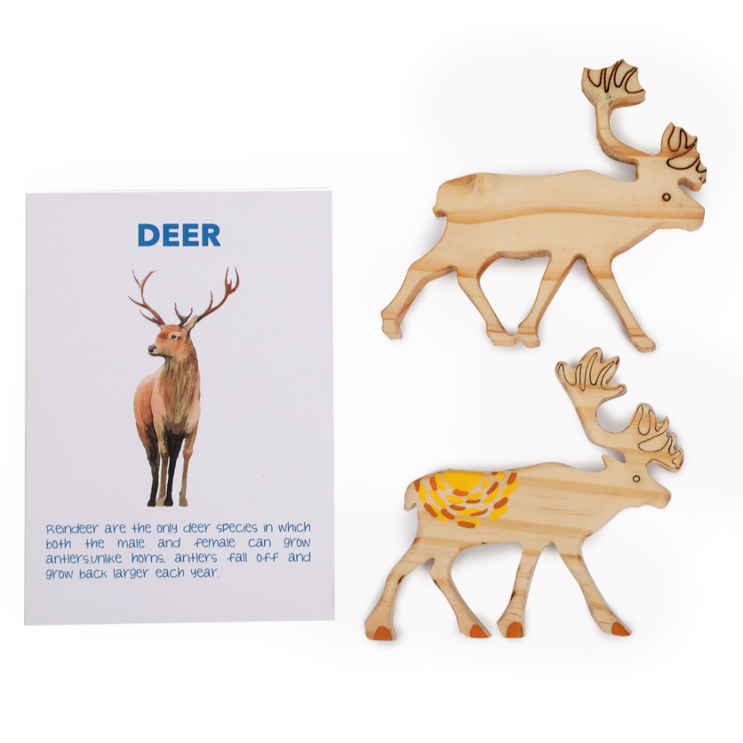 Artic Animals (Drawing and Craft Kit) - Set of 5