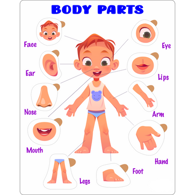 Educational Puzzle - Body Parts