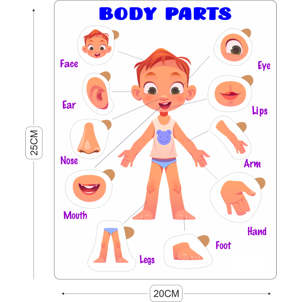 Educational Puzzle - Body Parts