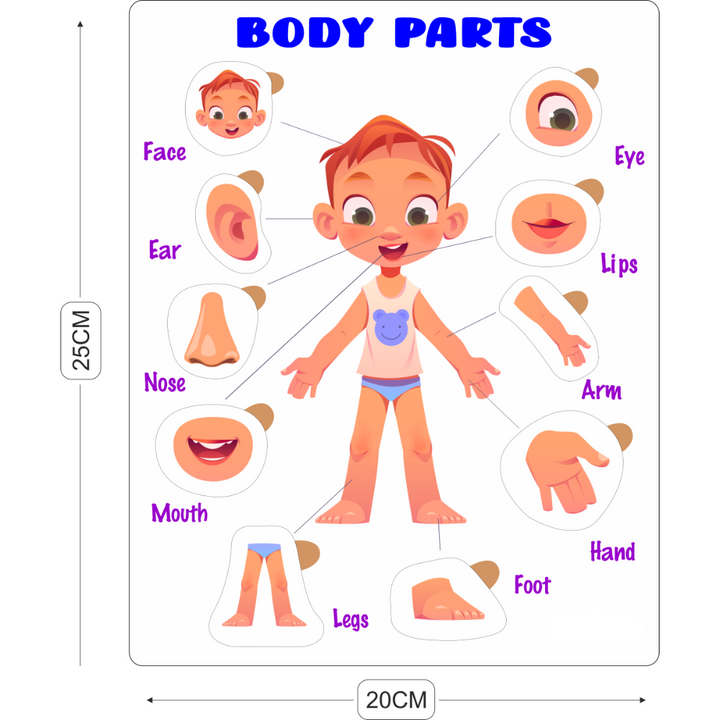 Educational Puzzle - Body Parts