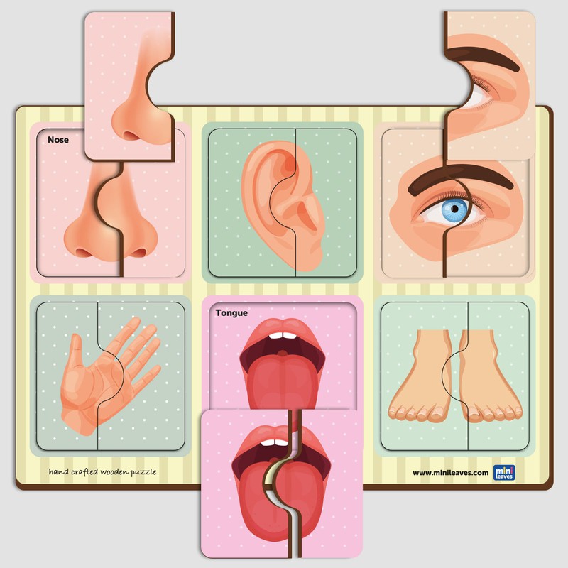 2 Piece Of Human Body Parts Puzzle (Set of 6)