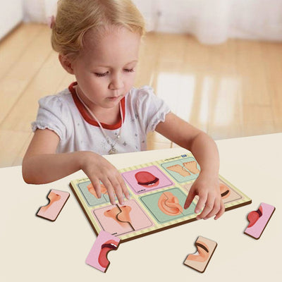 2 Piece Of Human Body Parts Puzzle (Set of 6)