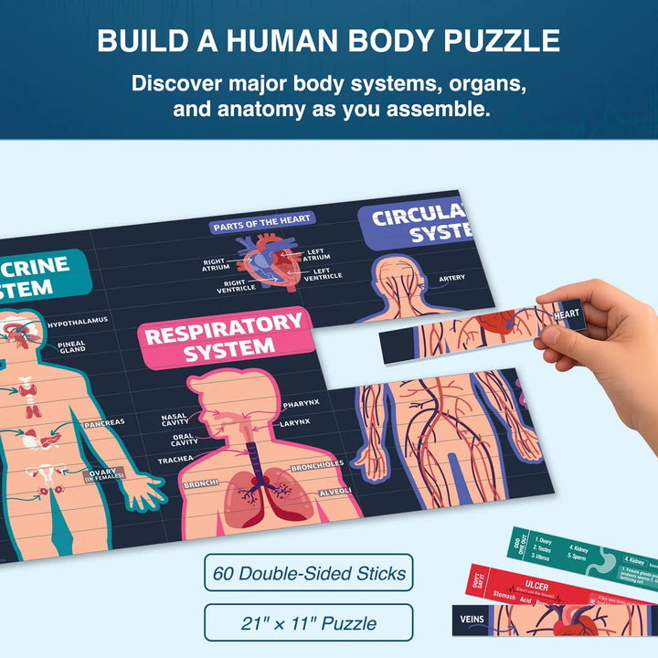Chalk & Chuckles Smart Sticks Educational Game - Medical Science (7-14 Years)