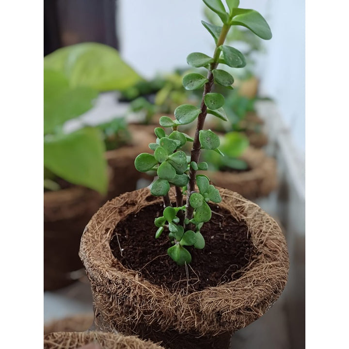 Ilearnngrow DIY Garderning Kit (6-9 Years)