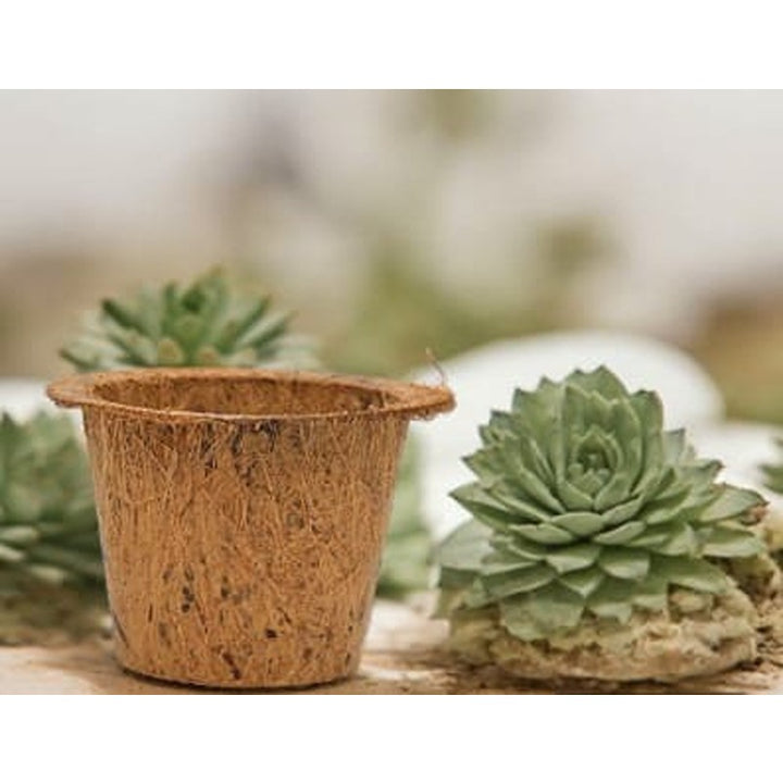 Ilearnngrow DIY Garderning Kit (6-9 Years)