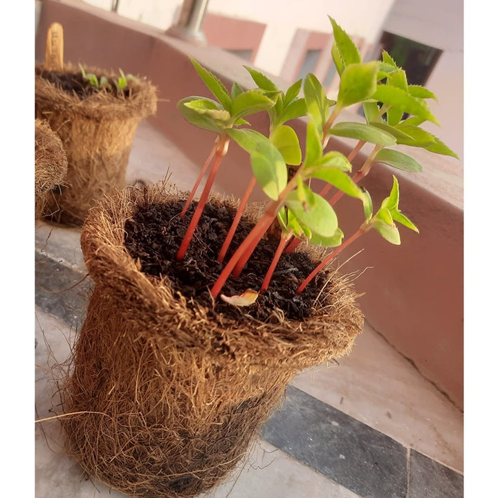 Ilearnngrow DIY Garderning Kit (6-9 Years)