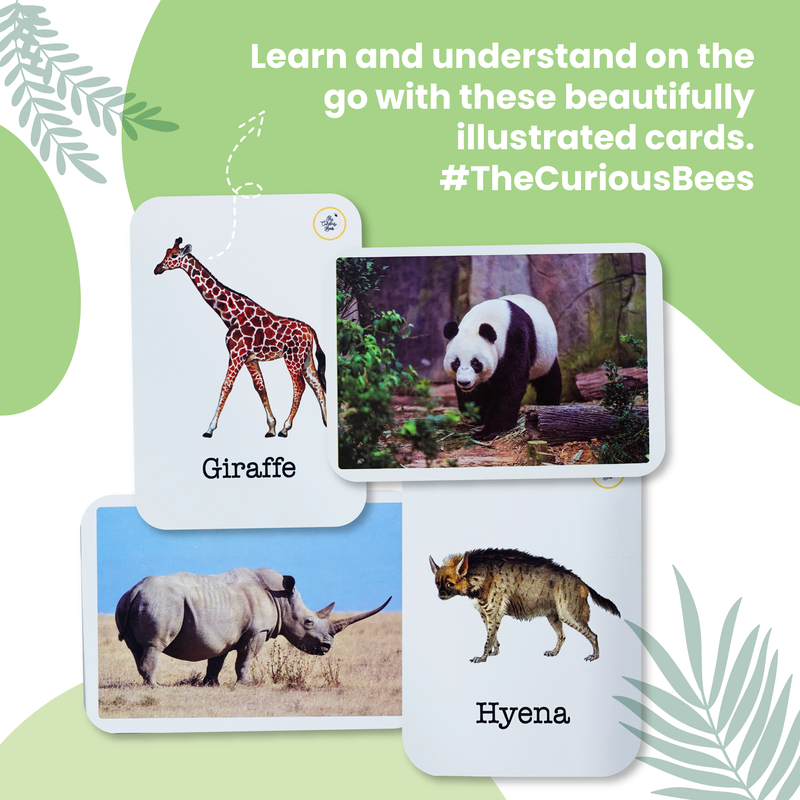 Animals Flash Cards for Kids