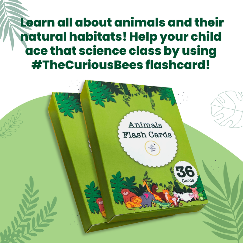 Animals Flash Cards for Kids