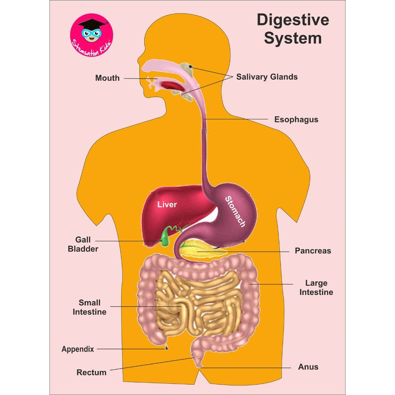 Digestive System - Wooden Puzzle