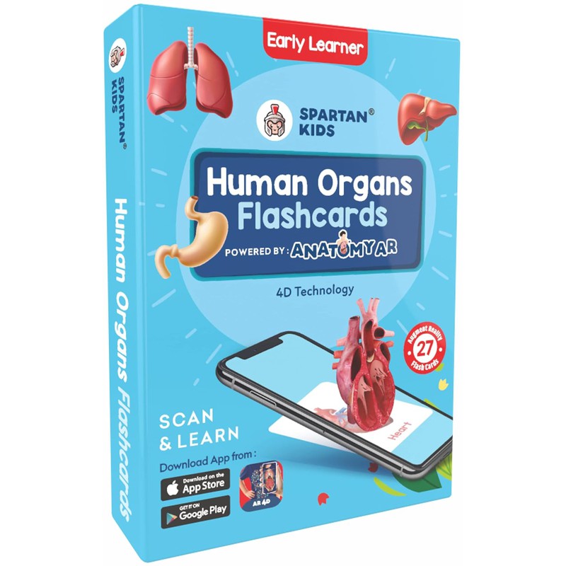 Human Organs Flash Cards