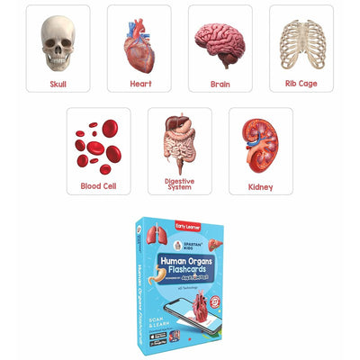 Human Organs Flash Cards