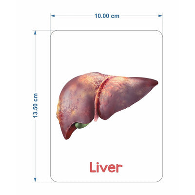 Human Organs Flash Cards