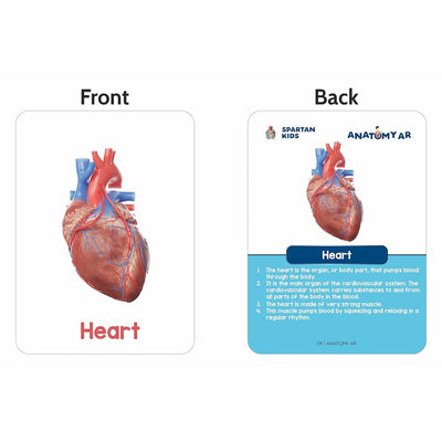 Human Organs Flash Cards