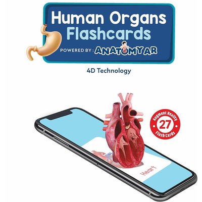 Human Organs Flash Cards