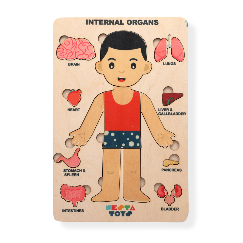 Human Body Anatomy Puzzle (14 Pcs) | Montessori Wooden Puzzle for Preschoolers and Kids Ages 3+ | Human Body Puzzle