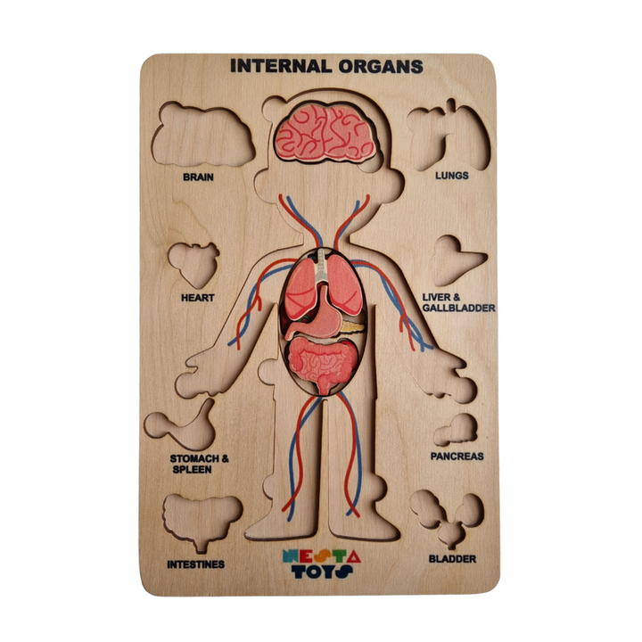 Human Body Anatomy Puzzle (14 Pcs) | Montessori Wooden Puzzle for Preschoolers and Kids Ages 3+ | Human Body Puzzle