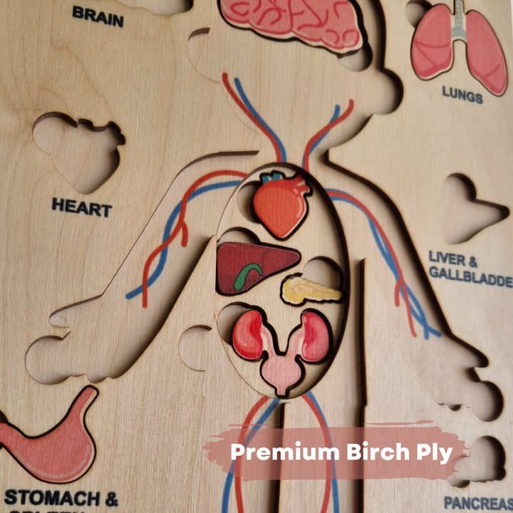 Human Body Anatomy Puzzle (14 Pcs) | Montessori Wooden Puzzle for Preschoolers and Kids Ages 3+ | Human Body Puzzle