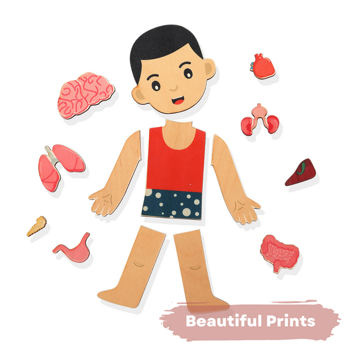 Human Body Anatomy Puzzle (14 Pcs) | Montessori Wooden Puzzle for Preschoolers and Kids Ages 3+ | Human Body Puzzle