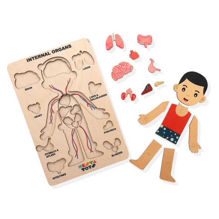 Human Body Anatomy Puzzle (14 Pcs) | Montessori Wooden Puzzle for Preschoolers and Kids Ages 3+ | Human Body Puzzle