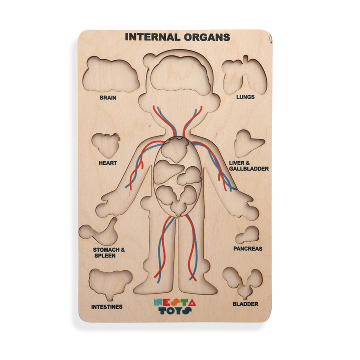 Human Body Anatomy Puzzle (14 Pcs) | Montessori Wooden Puzzle for Preschoolers and Kids Ages 3+ | Human Body Puzzle