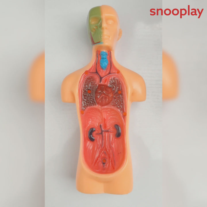 Youreka Human Upper Body Model with 11 Removable Organs | Anatomy Learning Toy (8-11 Years)