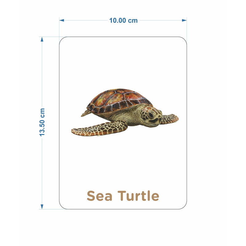 Sea Animals Flash Cards (27 Early Learning Flash Cards For Kids)