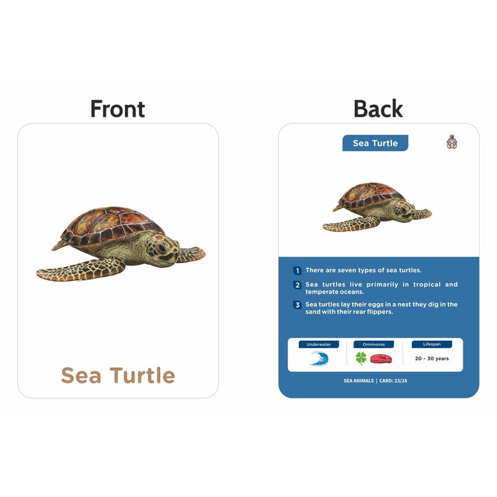 Sea Animals Flash Cards (27 Early Learning Flash Cards For Kids)