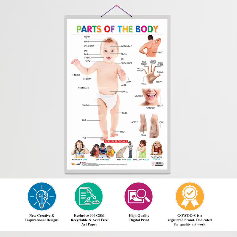 Wild Animals, Birds and Parts of the Body Early Learning Educational Charts - Set of 3