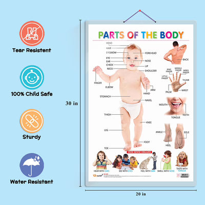 Wild Animals, Birds and Parts of the Body Early Learning Educational Charts - Set of 3