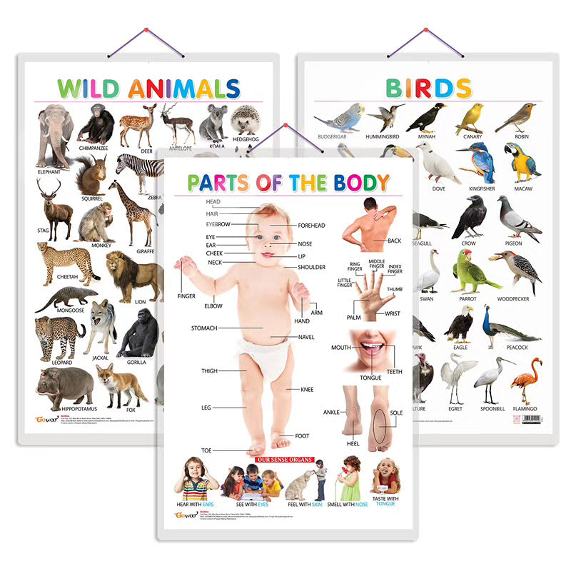 Wild Animals, Birds and Parts of the Body Early Learning Educational Charts - Set of 3