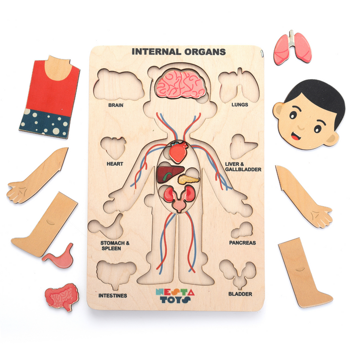 Human Body Anatomy Puzzle (14 Pcs) | Montessori Wooden Puzzle for Preschoolers and Kids Ages 3+ | Human Body Puzzle