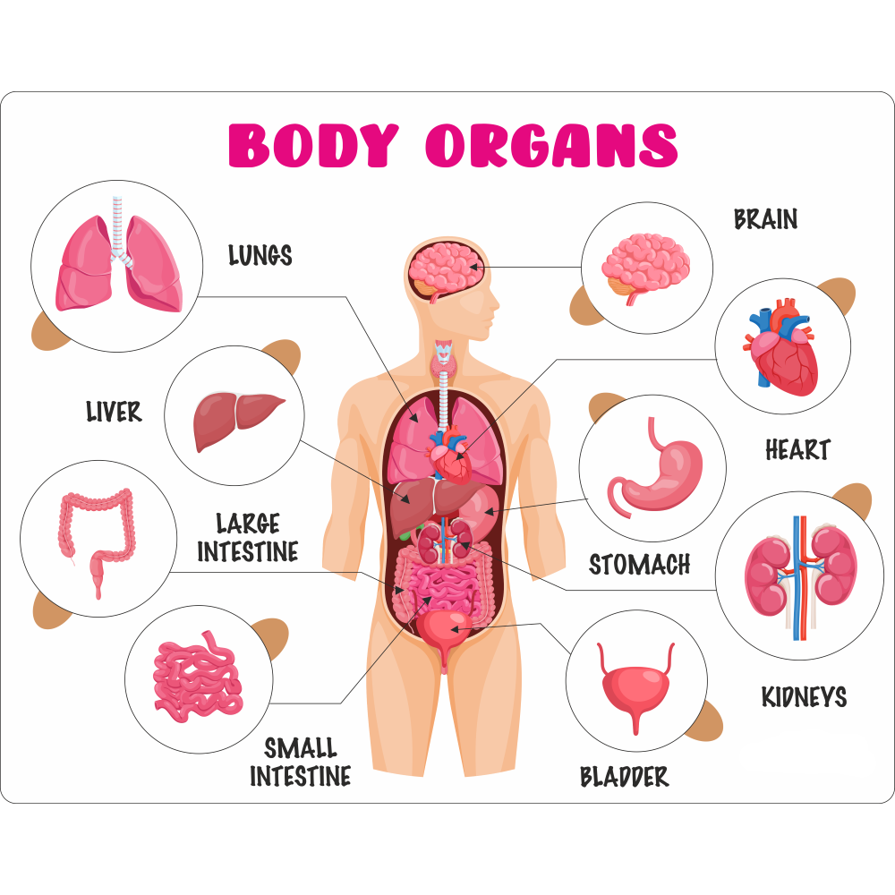 Educational Puzzle - Body Organs