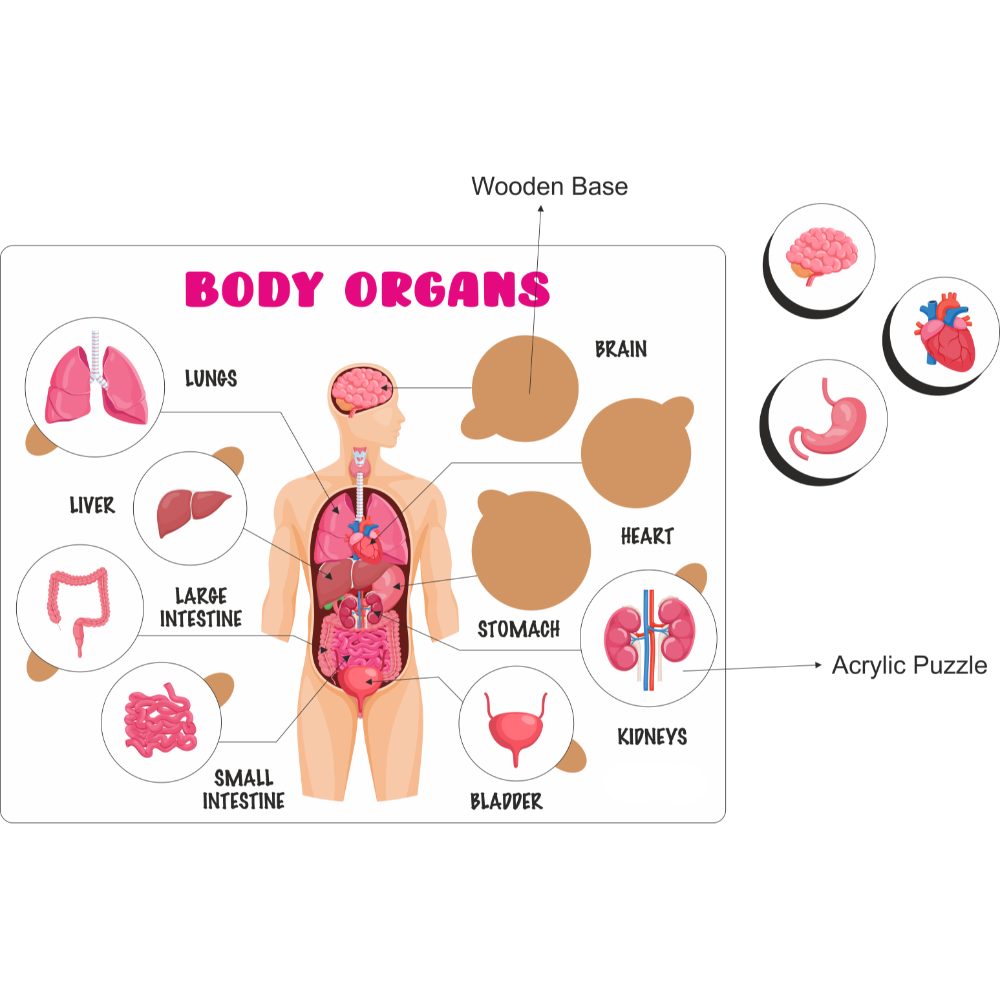 Educational Puzzle - Body Organs