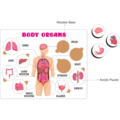 Educational Puzzle - Body Organs