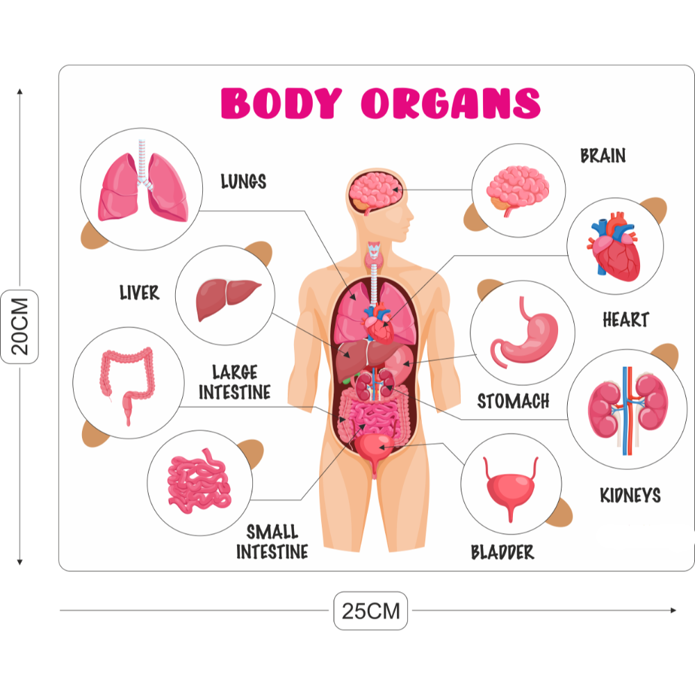 Educational Puzzle - Body Organs