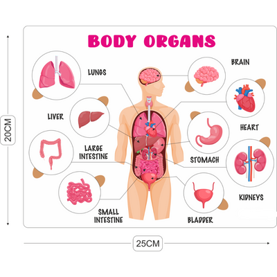 Educational Puzzle - Body Organs